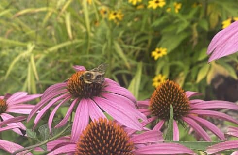 Bees pollinate flowers in garden at The Queen, A Victorian Bed and Breakfast. Bellefonte, PA.