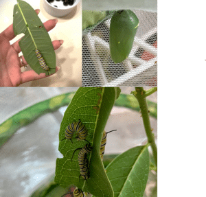Collage of monarch caterpillars and chrysalis